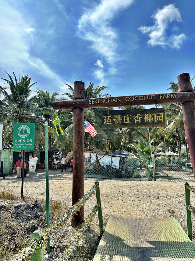 Chilling afternoon at sekinchan coconut farm 