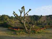 Discover Nokonoshima Island 