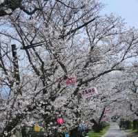 リフレクションが楽しめる桜スポット