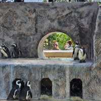 [上野動物園]関東でパンダが見られるのはここだけ！子供連れ観光地の定番