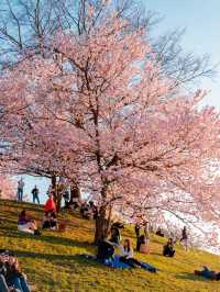 🇩🇪 Munich in Bloom | Sakura Serenity in Bavaria