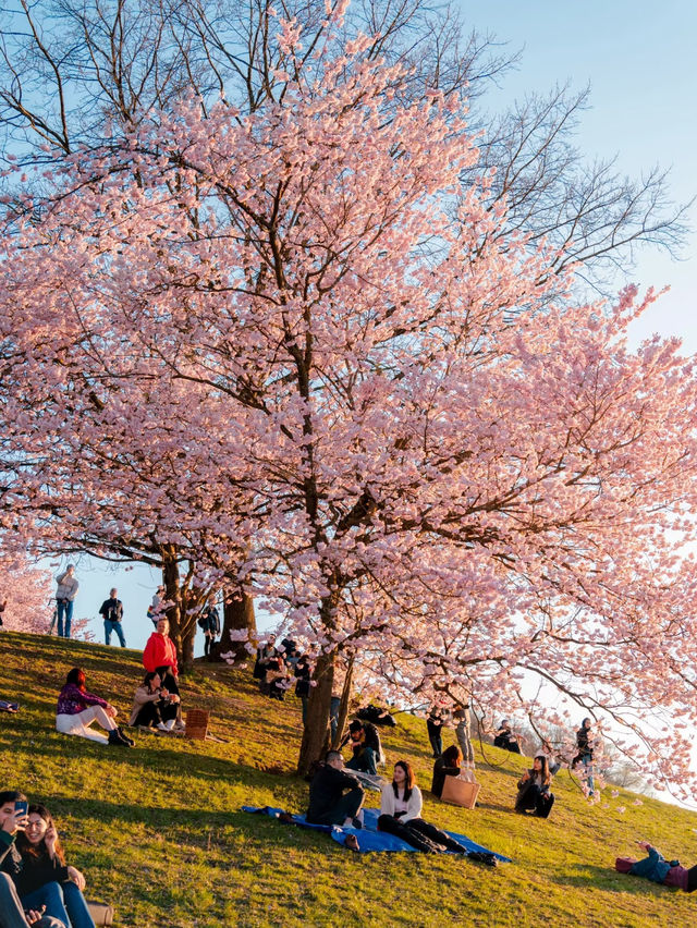 🇩🇪 Munich in Bloom | Sakura Serenity in Bavaria