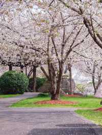 Cherry Blossom Season🌸
