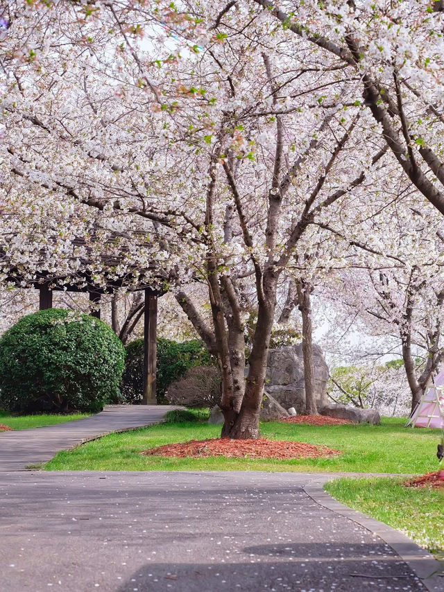 Cherry Blossom Season🌸