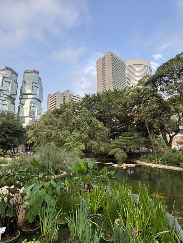 鋼鐵森林與綠意仙境 🏙️ 香港公園的獨特視角 🌸