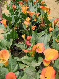 #桃園彩色海芋季-桃園市大園區