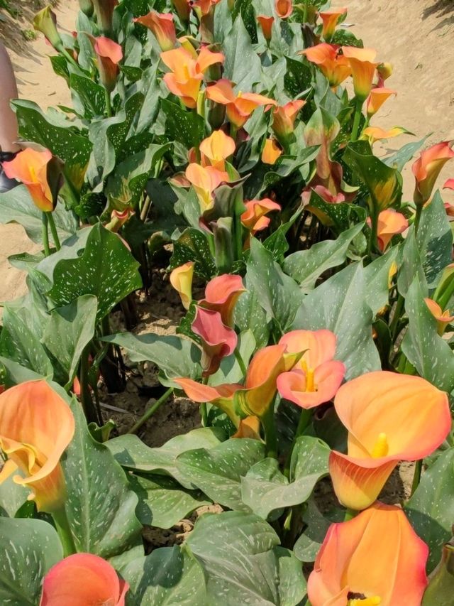 #桃園彩色海芋季-桃園市大園區