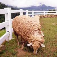 ตะลุยเที่ยวสุดชิว ที่เชียงใหม่ 🐑