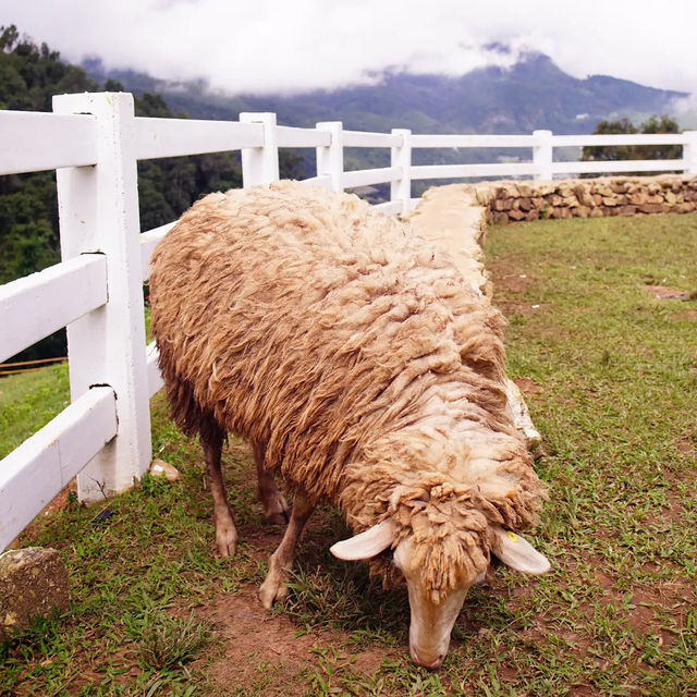 ตะลุยเที่ยวสุดชิว ที่เชียงใหม่ 🐑