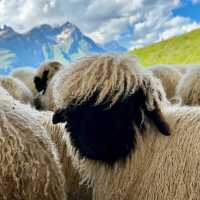 👨‍👩‍👧‍👦 Family-Friendly Zermatt Weekend: Matterhorn Magic for All Ages!