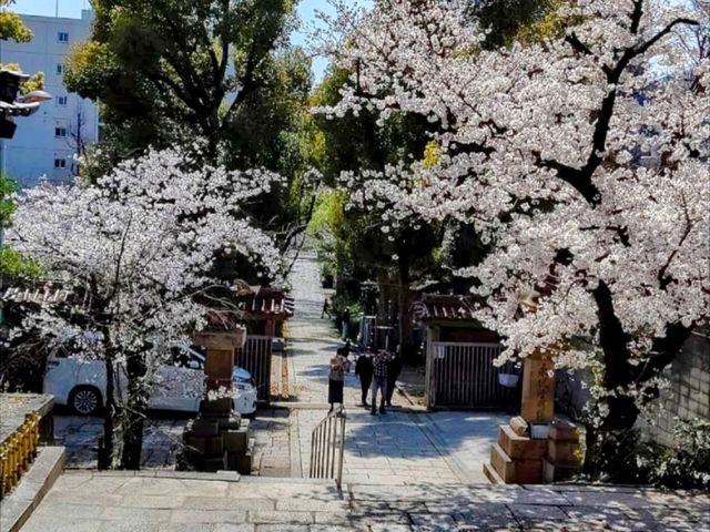 大阪道頓堀15分鐘的私房賞櫻景點---高津宮&高津公園
