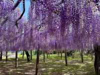 夢幻的紫藤花園