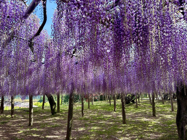 夢幻的紫藤花園