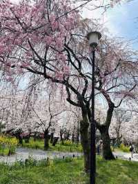 a chill hanami spot
