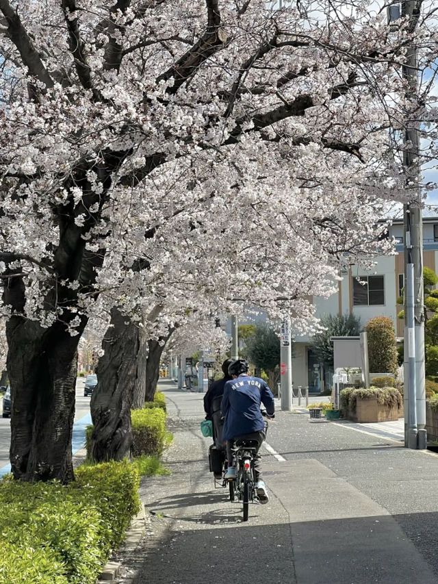 Sakuragaoka 🌸 
