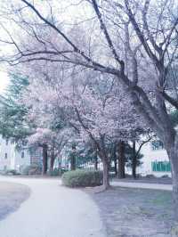 東京到仙台賞櫻：在市區就可以欣賞夜櫻