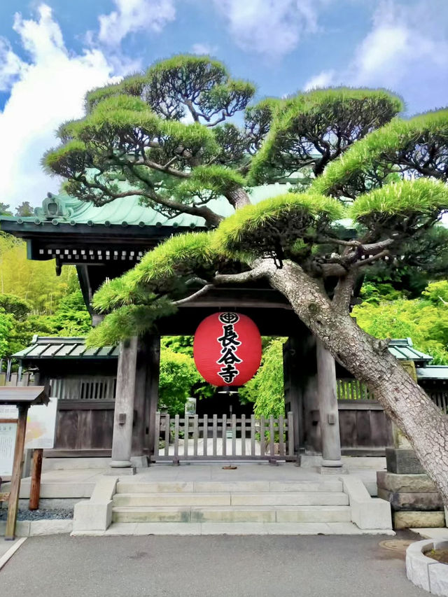 Early Summer Wandering in Kamakura – Flowers, Temples & Garden Lunches 