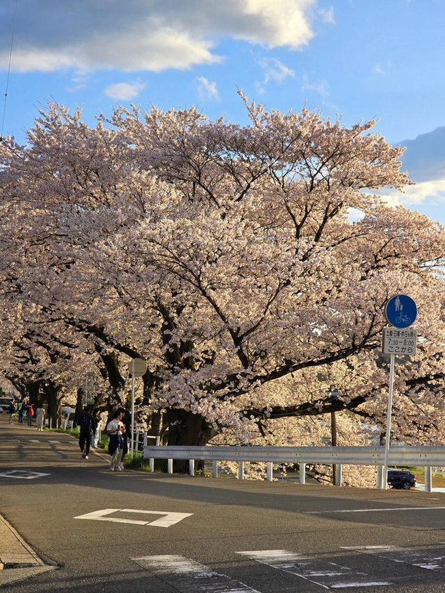 From Kawaguchi to Atami via Shizuoka