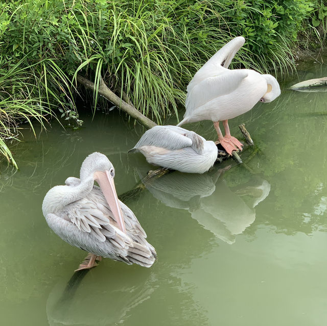 たくさんの種類の鳥に間近で会える動物園🕊️🤍