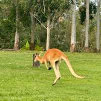 🦘 Brisbane | A Guide to Getting Up Close with Kangaroos