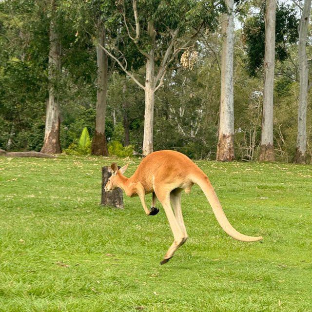 🦘 Brisbane | A Guide to Getting Up Close with Kangaroos
