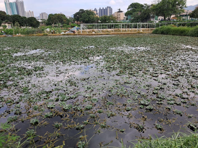 上水🇭🇰 秘景燕崗村後的塱原自然生態公園 😍