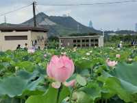 上水🇭🇰 秘景燕崗村後的塱原自然生態公園 😍