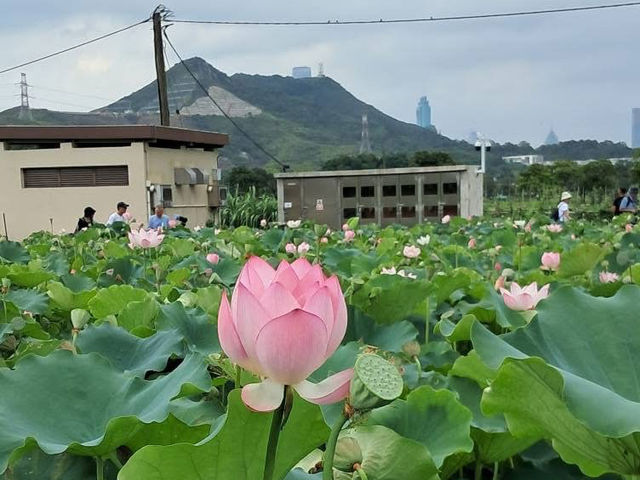 上水🇭🇰 秘景燕崗村後的塱原自然生態公園 😍