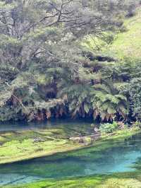 Blue Spring (Te Waihou Walkway) New Zealand