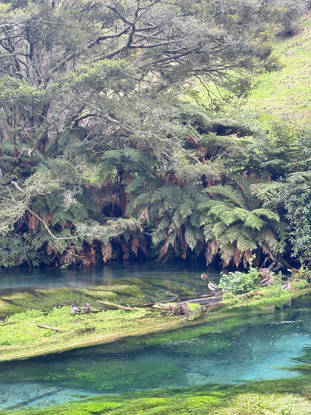 Blue Spring (Te Waihou Walkway) New Zealand