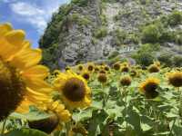 ทุ่งทานตะวันพัทลุง🌻