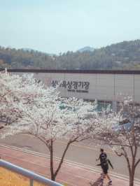러너들에게 동화같은 벚꽃 트랙 명소“우슬체육관”
