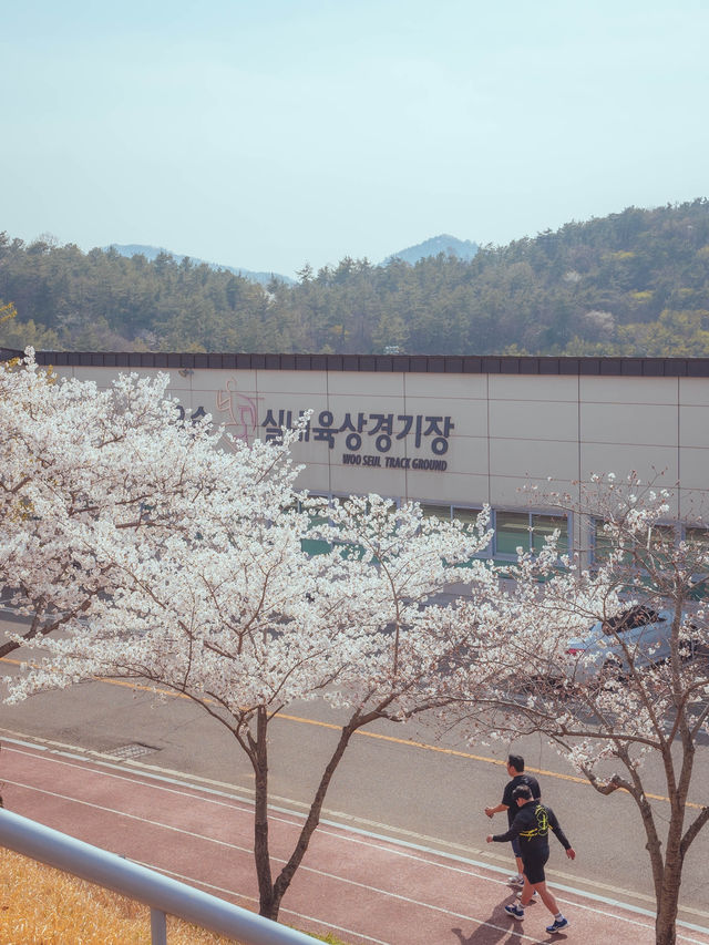 러너들에게 동화같은 벚꽃 트랙 명소“우슬체육관”