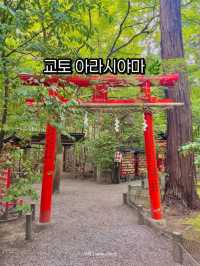 교토 아라시야마, 자연과 전통의 완벽한 조화 🍃