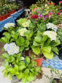 Blooms and Bargains at Kundasang Market 