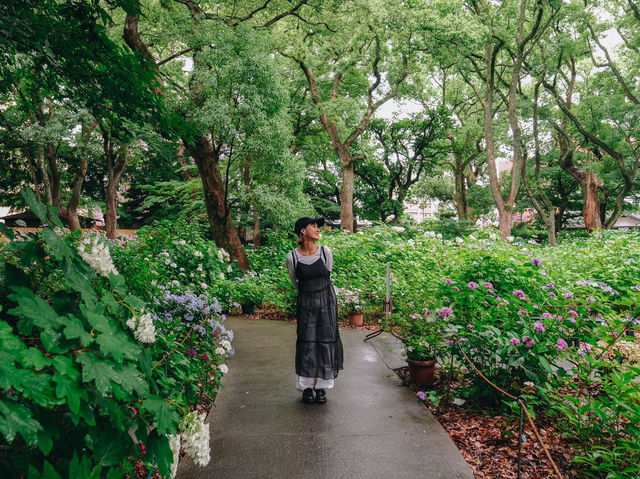 ไฮเดรนเยียบานแล้ว…ใจกลางเมืองฟุกุโอกะ🌿🌸