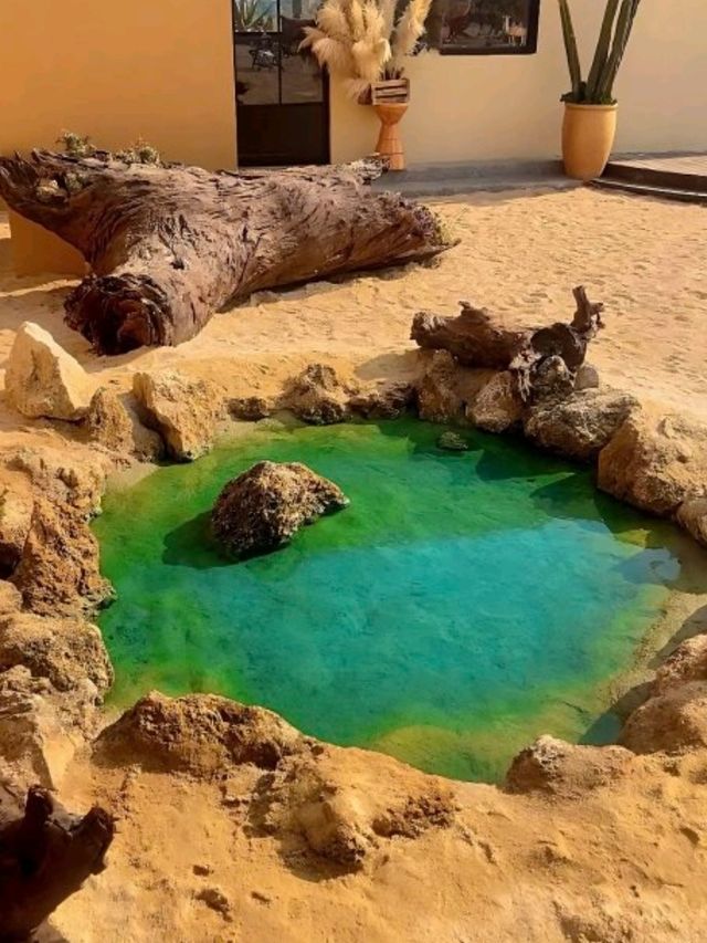深圳沙漠綠洲下午茶🐫打卡好靚