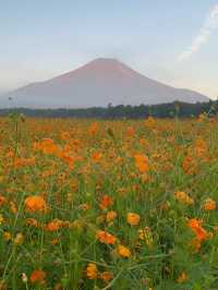 【山中湖 花の都公園で花と富士山に包まれる絶景旅🌸🗻】四季の彩りと癒しの時間を満喫✨