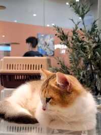 Yaoshe Cat Adoption 