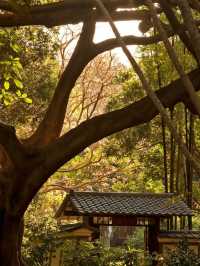 A peaceful pause in Brisbane Botanic Gardens