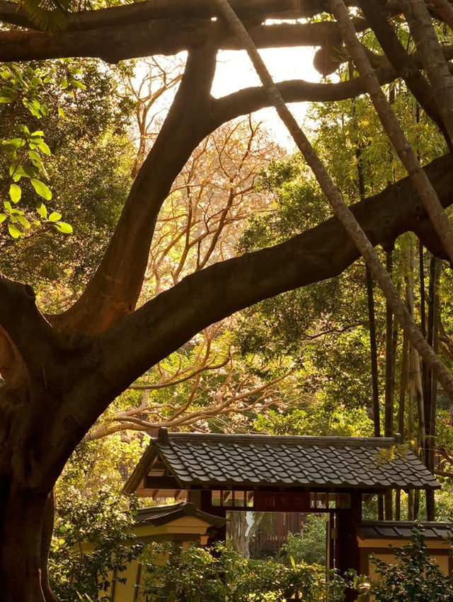 A peaceful pause in Brisbane Botanic Gardens