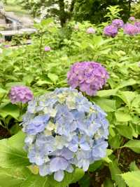 繡球花@多摩川台公園
