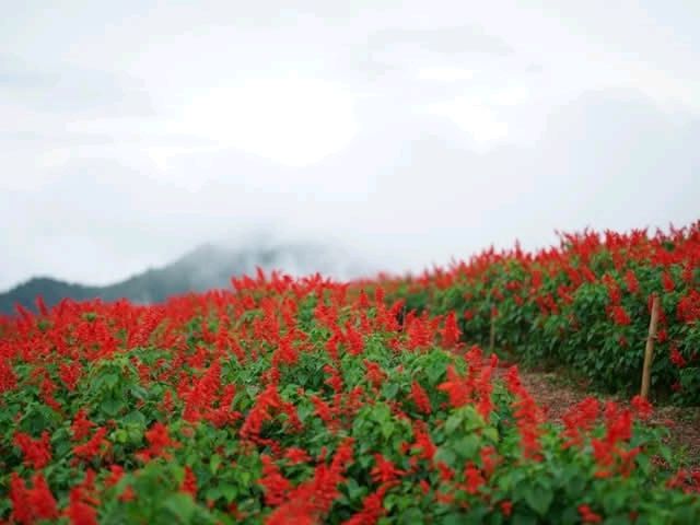 ยิ่งยงสวนดอกไม้บนยอดเขา