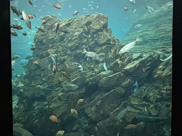上越市立水族博物館（色調非常漂亮）