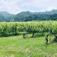 Khao Yai is the place to go when you have European taste but Bangkok budget 😉