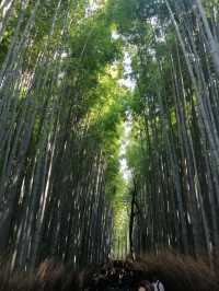Lost in the Bamboo Sauce: A Stroll Through Arashiyama Bamboo Forest 