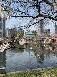 東京 上野恩賜公園 🌳🌸