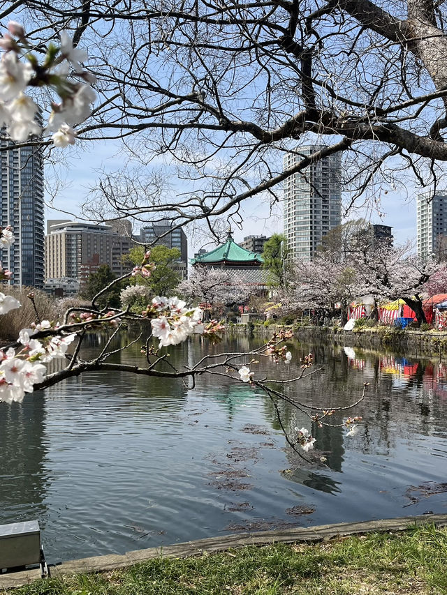 東京 上野恩賜公園 🌳🌸