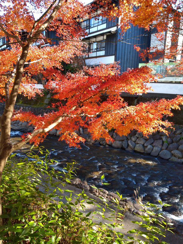 紅葉の修善寺