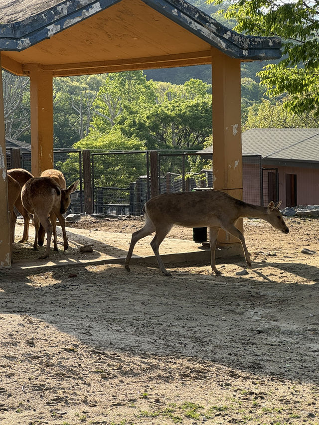首爾動物園怎麼玩？韓國親子旅遊神景點🎠